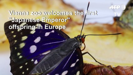 First "Japanese Emperor" offspring hatch in Europe