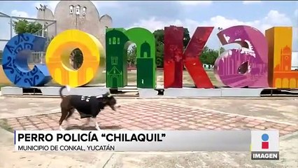 Chilaquil, el perro policía que conmueve a Yucatán