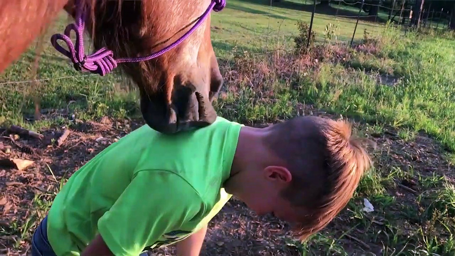 ⁣Cutest Pets of the Week Compilation November 2017 - Funny Pet Videos