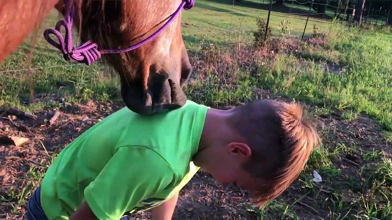 Cutest Pets of the Week Compilation November 2017 - Funny Pet Videos