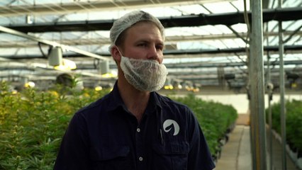 The Kingdom of Lesotho: African pioneer of medical marijuana