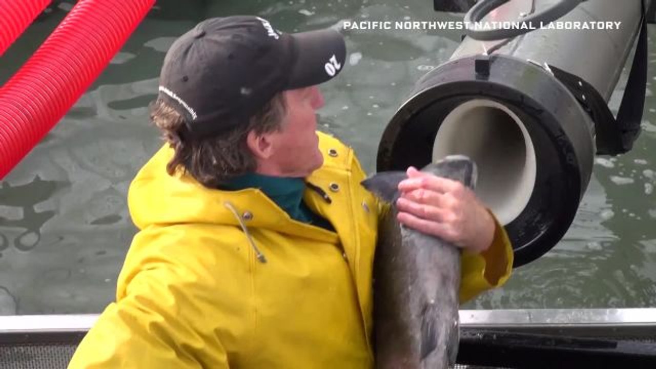Scientist Explains Viral Fish Cannon Video