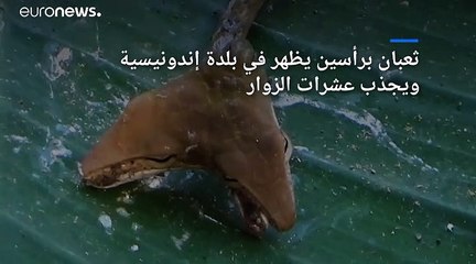 شاهد: ثعبان برأسين في بالي الاندونيسية