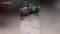 Cat does Asian squat on Chinese street