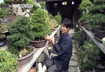 Japanology Plus - Bonsai