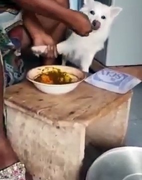 Un chien pas comme les autres