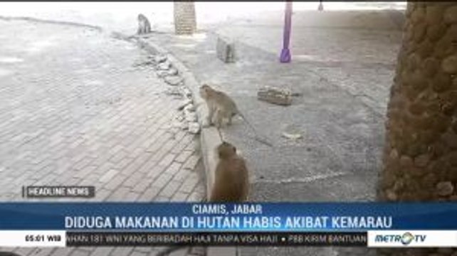 Kemarau Panjang, Kawanan Monyet di Situs Ciung Wanara Jadi Agresif
