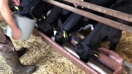 الإنتاح للحوم ؛ والإنتاج للبقر