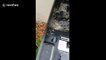 Insane moment thousands of ANTS invade Florida man's printer