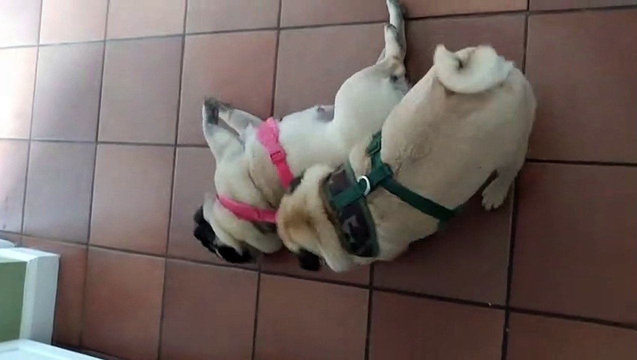 This Pug Can Tug