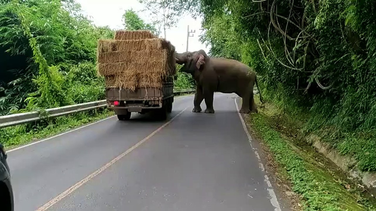Cet éléphant coupe la route à un camion pour manger du foin