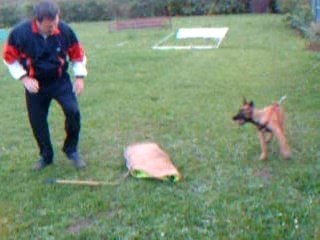 Braggy   du  domaine des petits Duc a mr Laurent Kavass