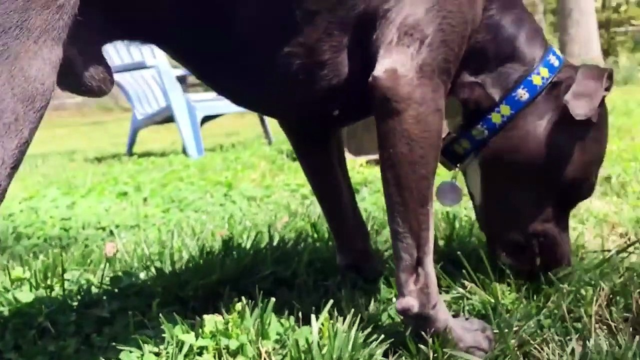 Cutest Baby Doing Funny Actions - Fun and Fails Baby Video