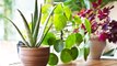 How to Keep Your Plants Alive While on Vacation, According to Experts