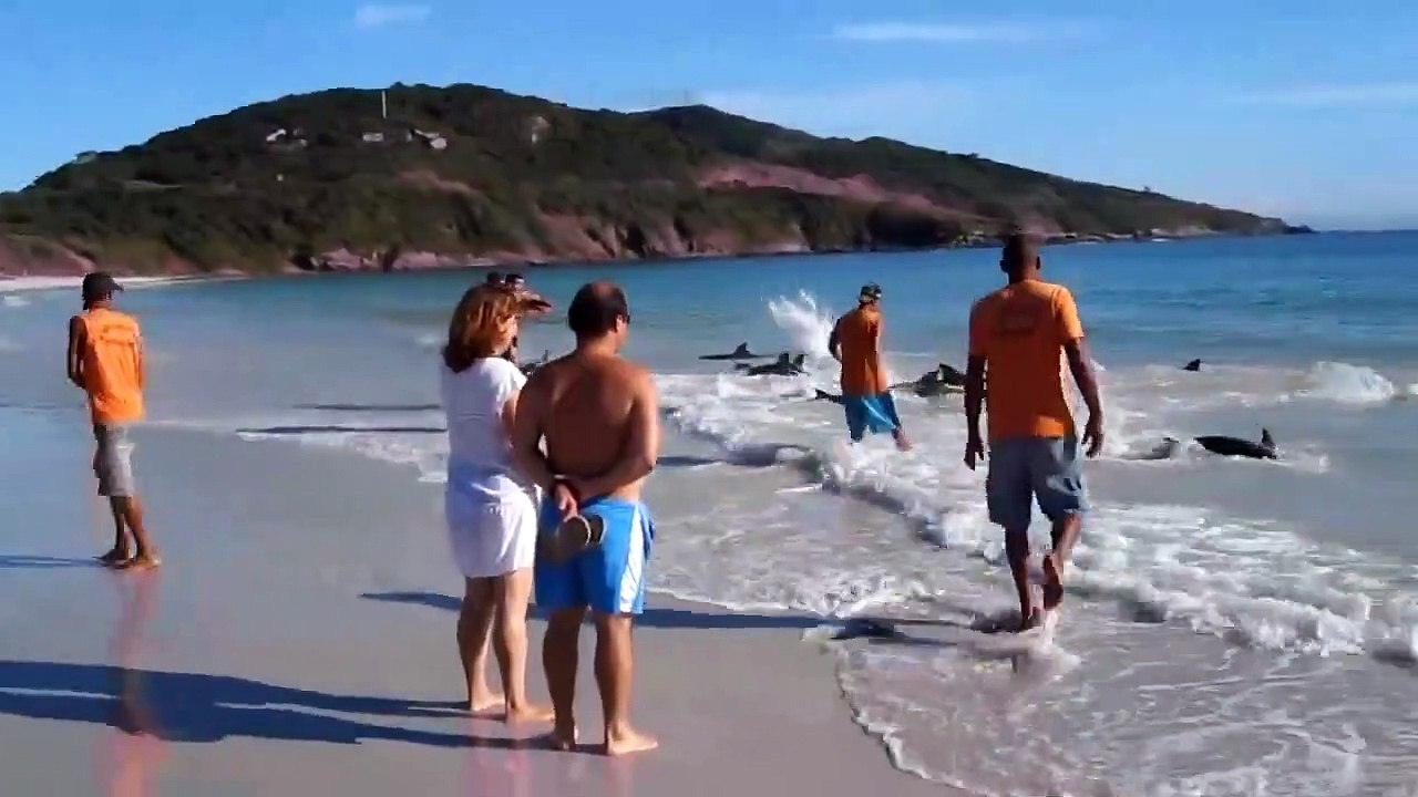 Quelques dauphins échouent sur une plage brésilienne