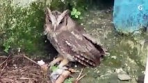 Coruja é encontrada em uma residência de Vitória