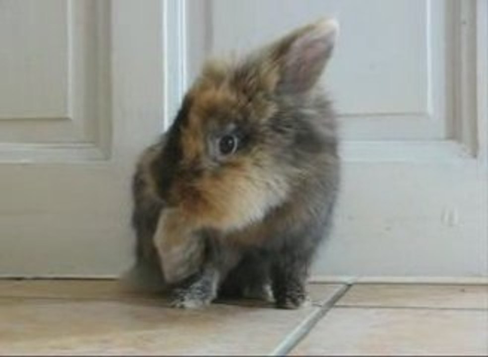 Lapin