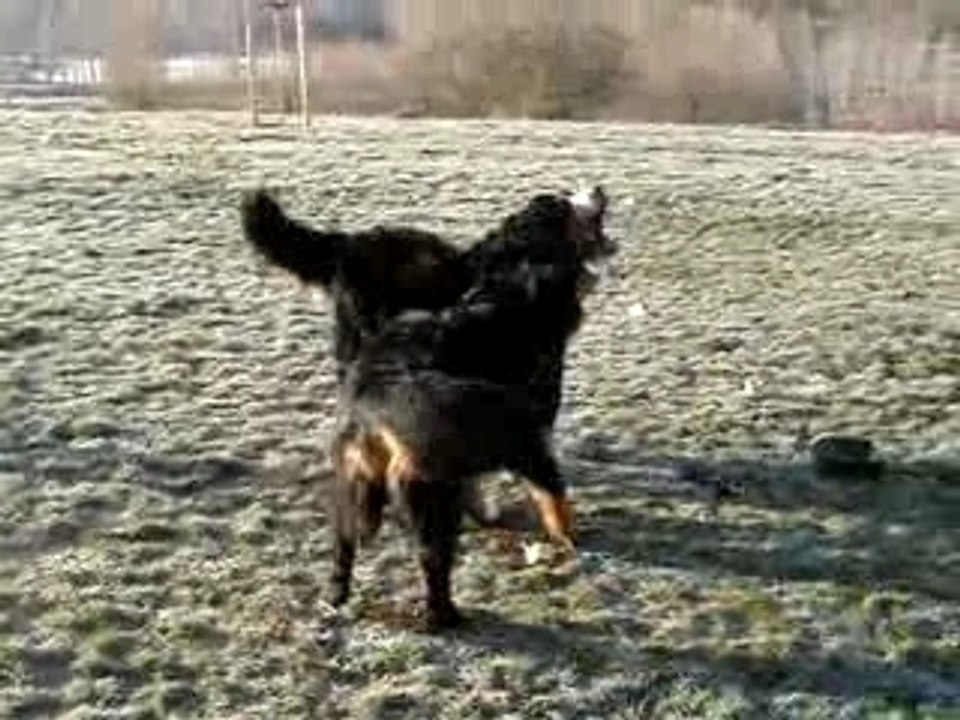 Angh et Bear puis Ceenah et Chaplyn
