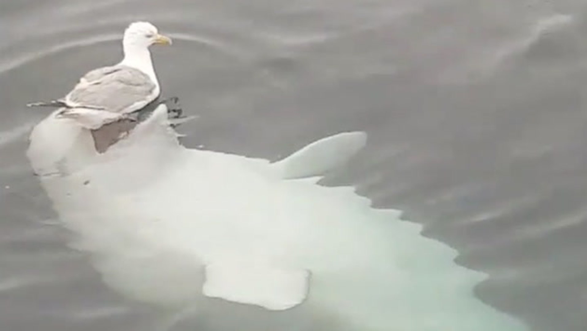 Friendly Beluga Whale Plays With A Bird