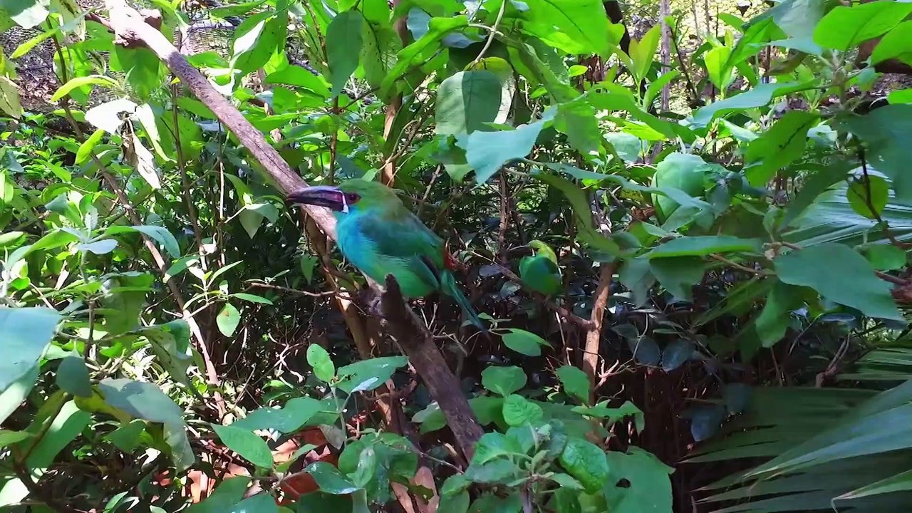 SINTROPÍA | Cuidemos a las aves