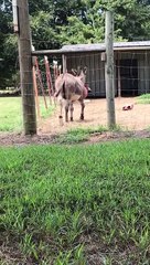 Donkey Plays with Popped Toy