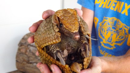 Meet Princess Buttercup the Southern Three-Banded Armadillo