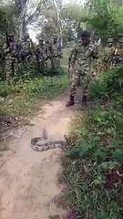 Giant snake obstructs Columbian soldiers
