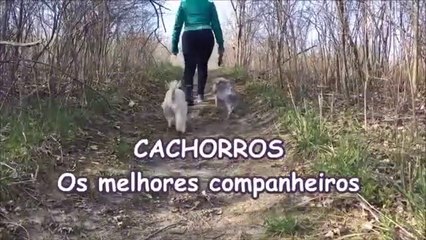 CACHORROS os melhores COMPANHEIROS