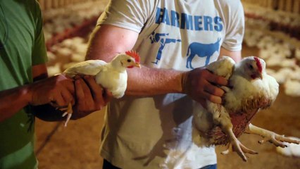 Super Size Me 2 Movie - Big Chicken