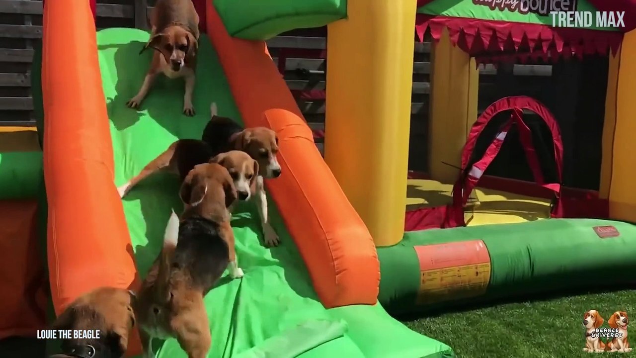 Cute Dog