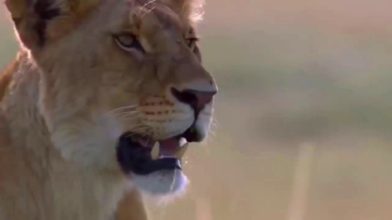 lion vs crocodile real fight