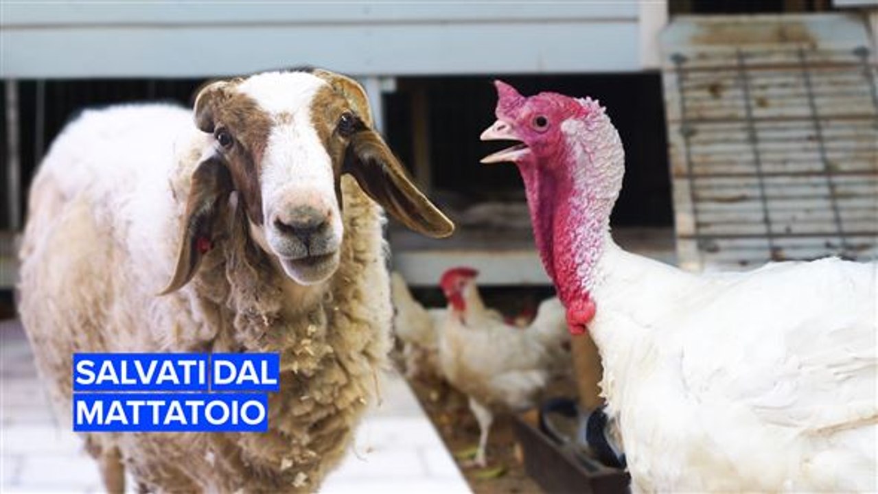 Salvati dal mattatoio: Freedom Farm Sanctuary