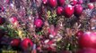 Cranberries: Health benefits, nutritional content, and risks-Nuturemite English