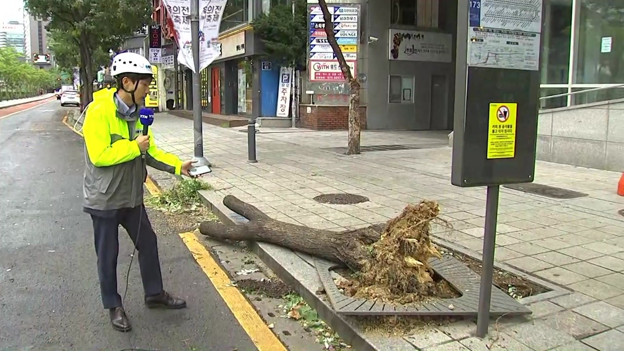 [태풍 위치] 뿌리째 뽑힌 나무...이 시각 서울 도심 상황 / YTN