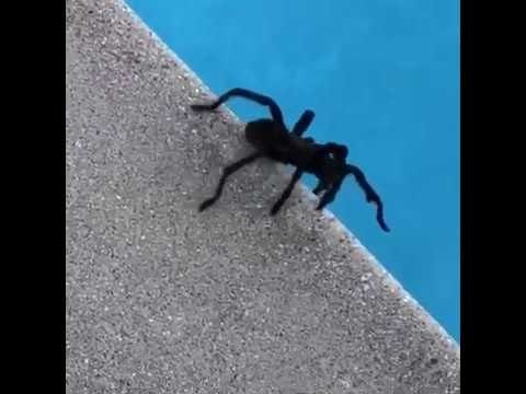 Nicole Kidman a fait preuve de beaucoup de sang froid face à cette grosse bestiole