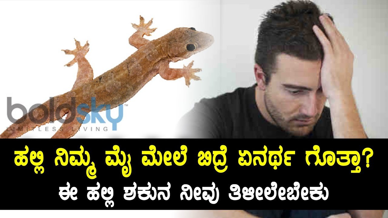 Lizard predicts your Destiny & a Person's future | To know how, Watch video