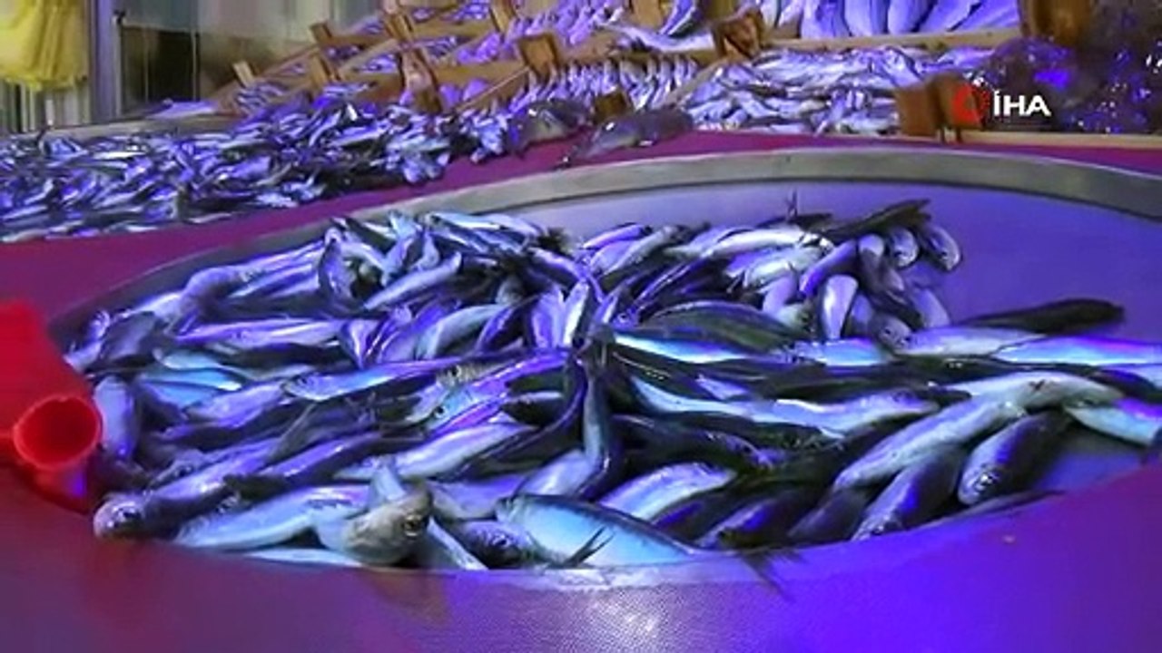 Balık sezonunun açılış favorileri hamsi ve mezgit