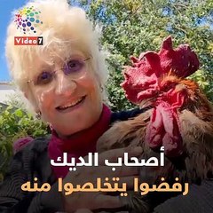 فيديو معلوماتى.. من حقه يكاكى.. إعرف قصة الديك موريس كاملة