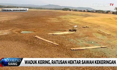 Waduk Kering, Ratusan Hektar Sawah Kekeringan