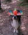 Ce chien tient en équilibre avec des verres d'eau sur la tête !