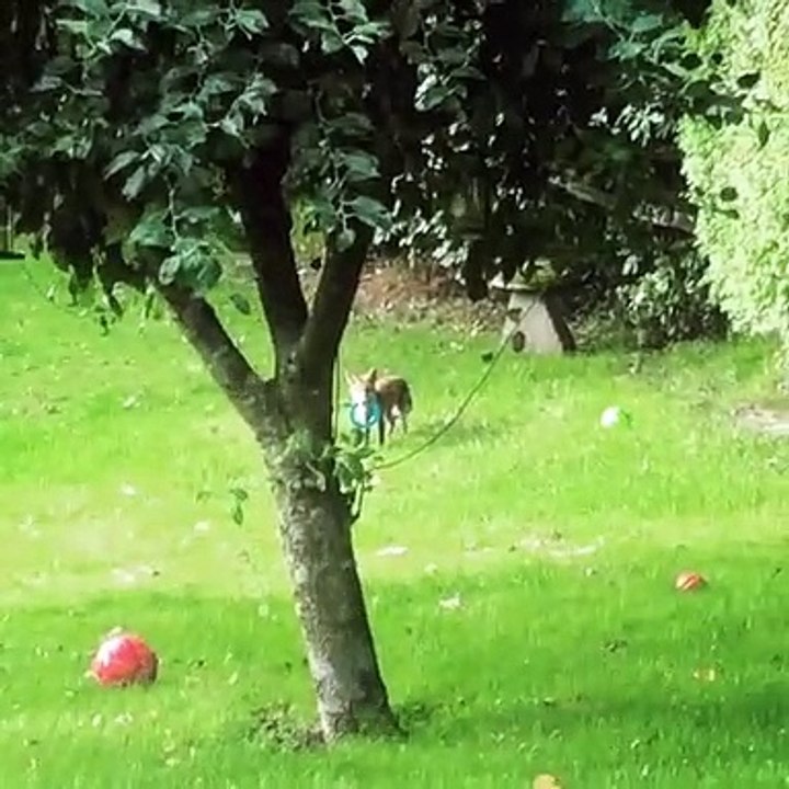 Ce chien regarde un renard qui joue avec ses jouets !