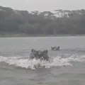 Chassés par des hippopotames en bateau sur un lac !
