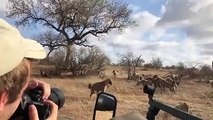 Face à Face entre un Lion et des Hyènes pour voler la viande !