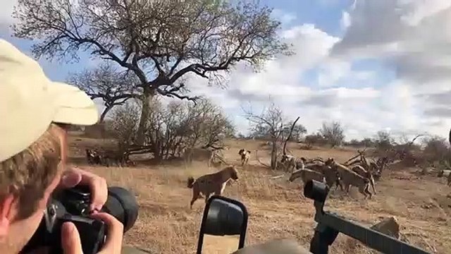 Face à Face entre un Lion et des Hyènes pour voler la viande !