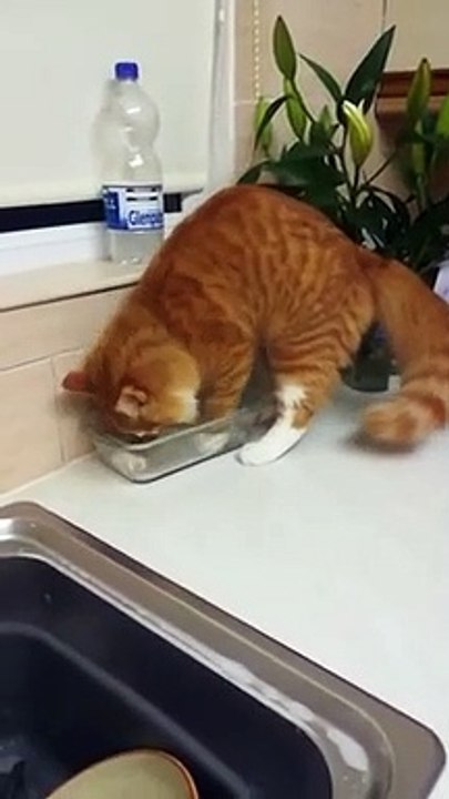Ce chat fait la vaisselle :)