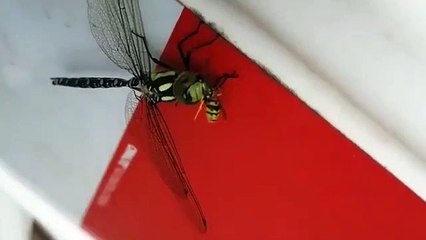 Regardez cette libellule manger une guêpe !