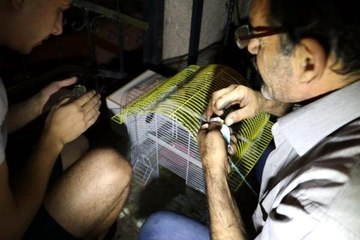 Dumandan etkilenen muhabbet kuşlarına suni teneffüs yaptılar