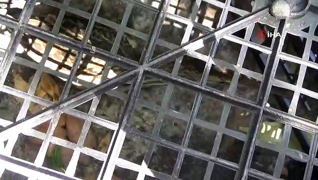 Dünya'da nesli tükenmekte olan Hint gölet balıkçıl kuşu Adıyaman'da görüldü