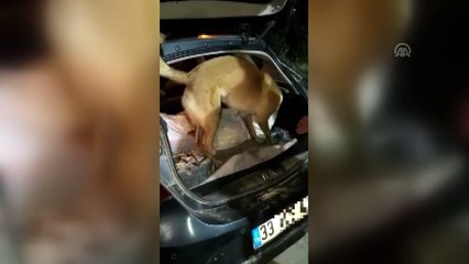 Otomobilin LPG deposunda 20 kilo 454 gram eroin bulundu - VAN