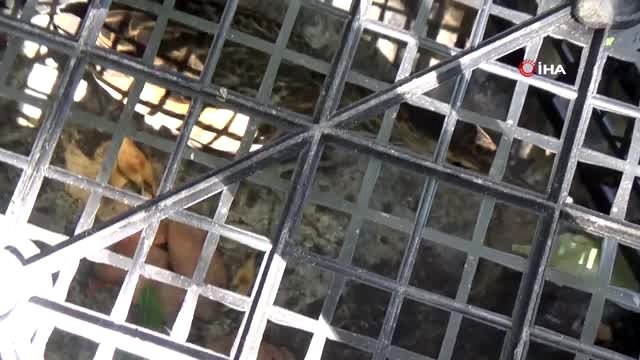 Dünya'da nesli tükenmekte olan Hint gölet balıkçıl kuşu Adıyaman'da görüldü